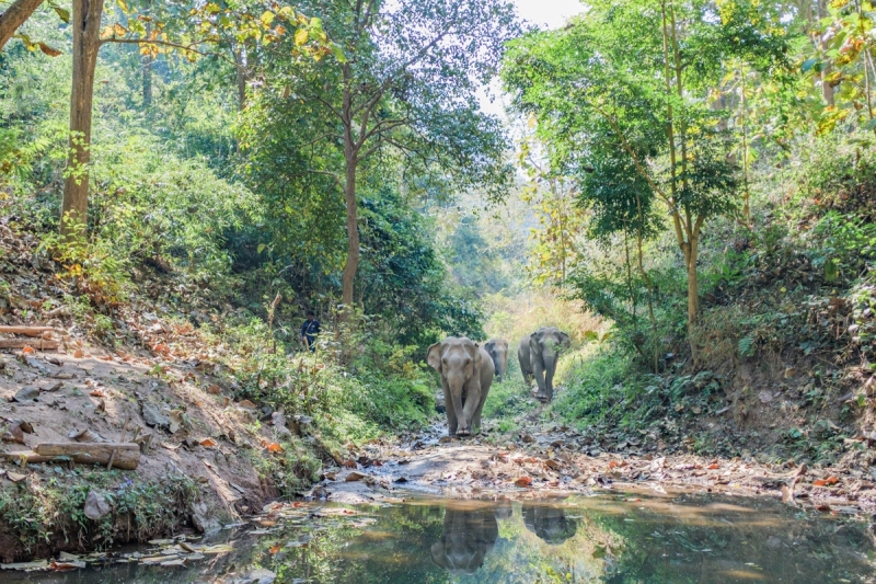 charity-2025-mekong-elephant-park-10