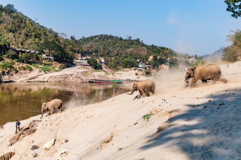charity-2025-mekong-elephant-park-16