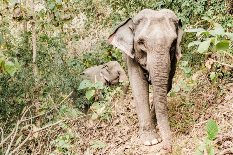 charity-2025-mekong-elephant-park-20