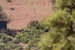 MOROCCO-PILGRIMAGE-REGRAGA-MOUSSEM