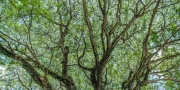 prints-covid-trees-4