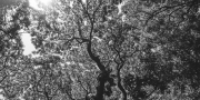 prints-covid-trees-9